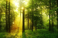 amanecer_bosque